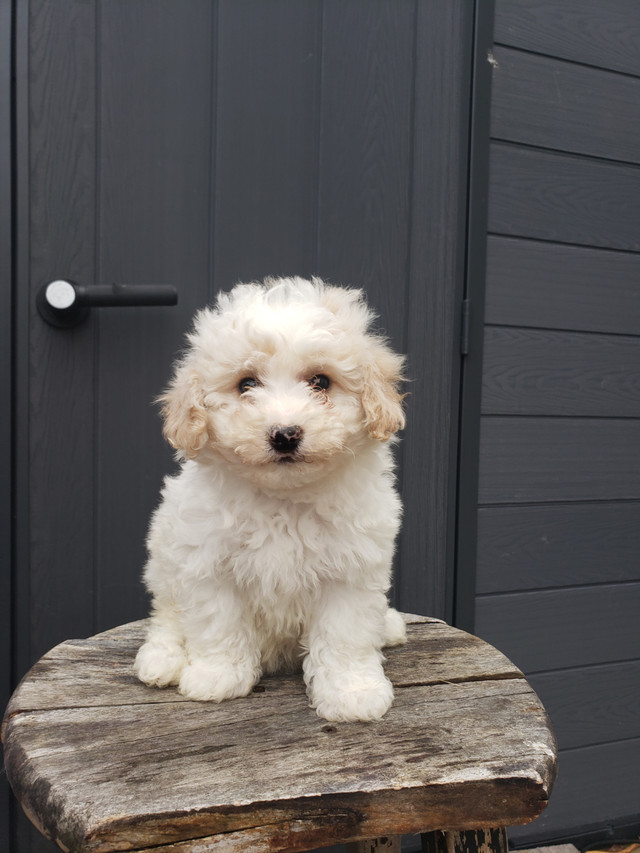 Adorable Bichonpoo Puppies!! in Dogs & Puppies for Rehoming in Mississauga / Peel Region - Image 2