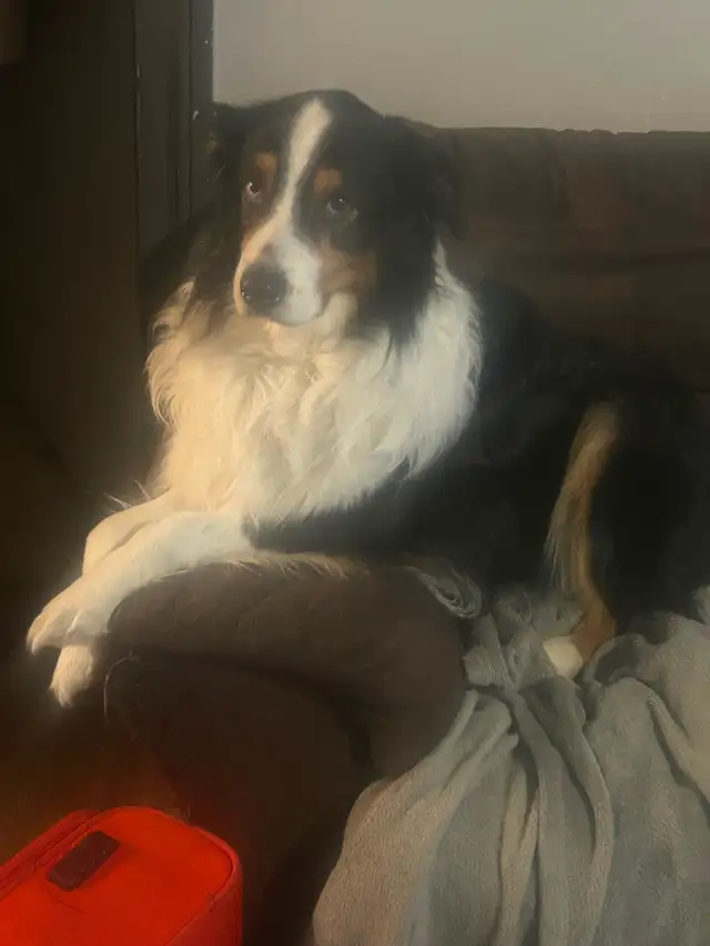 Australian Shepherd (pending) in Dogs & Puppies for Rehoming in Barrie - Image 6