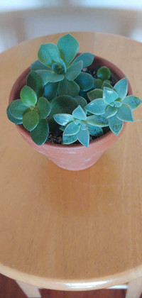 Succulents arrangement 