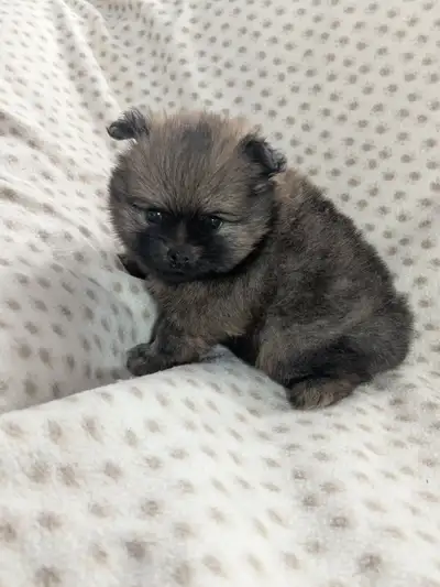 Superbes chiots pomeranien à vendre, View more