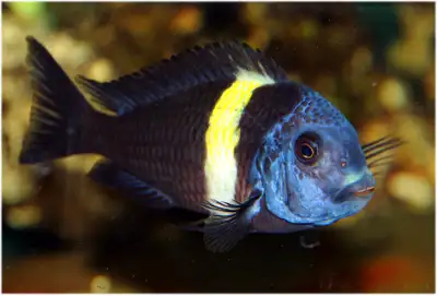 Tropheus duboisi Maswa (Lake Tanganyika cichlid) is for sale. This Tropheus duboisi variety is rare...