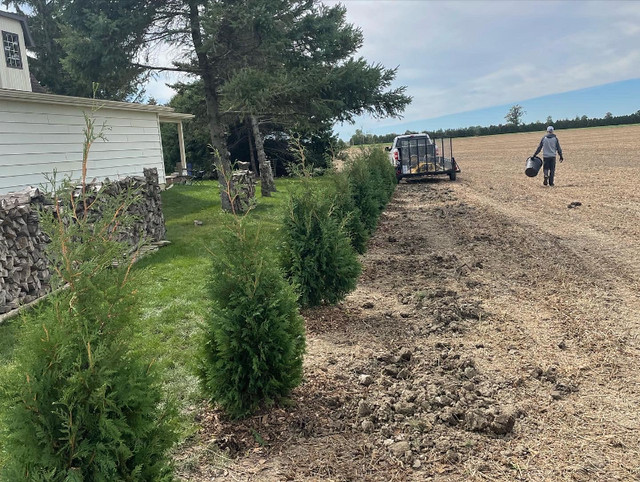 Ontario Grown Evergreens in Plants, Fertilizer & Soil in Grand Bend - Image 2