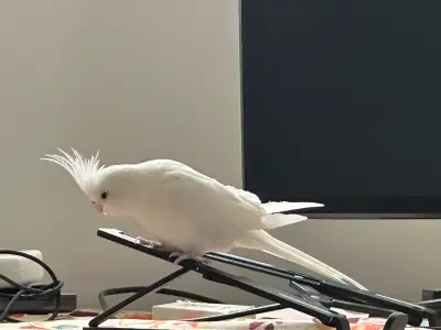 Cockatiel albino, View more