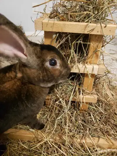 bonded pair of rabbits, View more