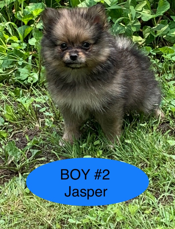 Purebred Merle Pomeranians Born May 1st ready to be rehomed Dogs