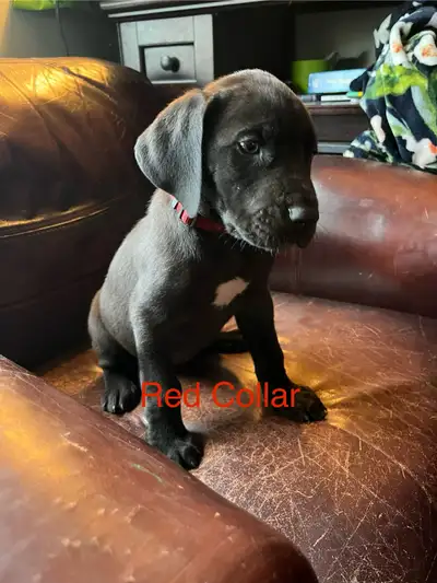 We have 9 pure breed Great Dane puppies that were born on Feb 28th (5 weeks old) and will be ready t...