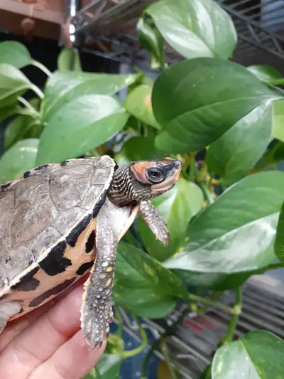 Turtles *ON SALE*, View more