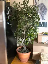 Two Faux Ficus Trees--buy both or separately