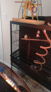 2 budgies with cages,toys,food - 1F and 1M
