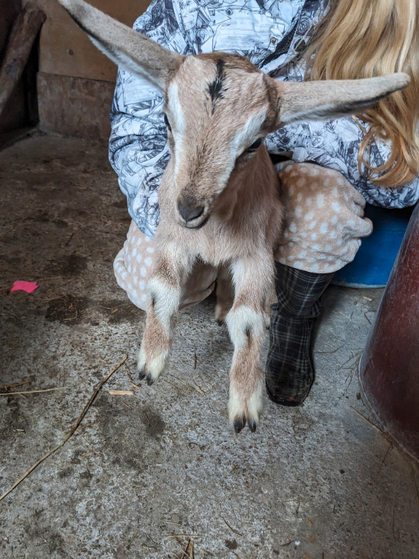 Female goat in Livestock in Moncton - Image 2