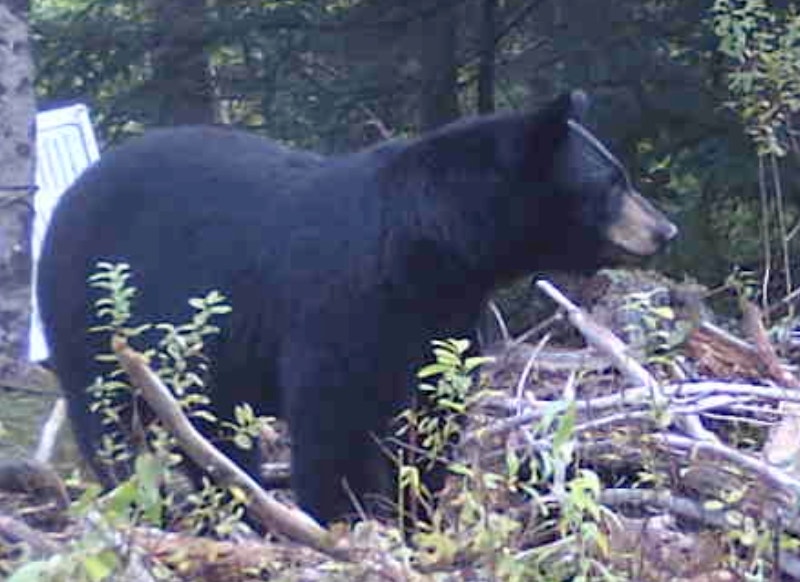 HUNTING? SAVE YOUR HIDES! Fishing, Camping & Outdoors Bridgewater