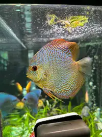 Beautiful discus show fish 