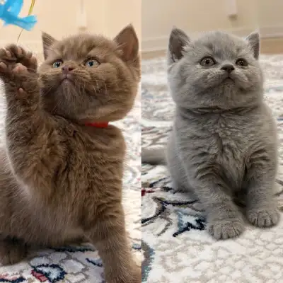 Pure Race British Shorthair/Longhair, View more