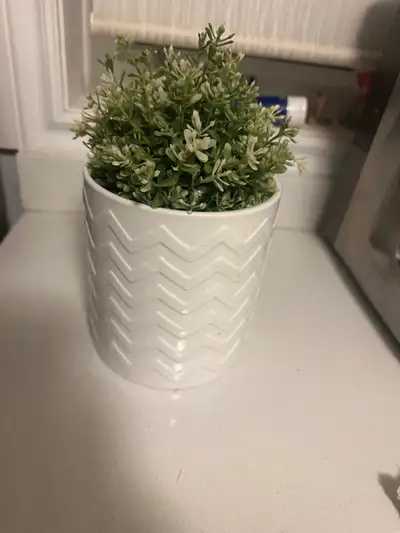 Potted Plant, View more