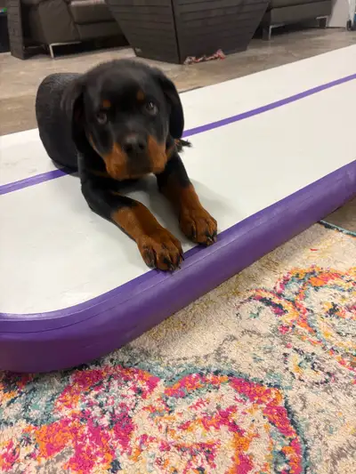 Rottweiler pur race, View more