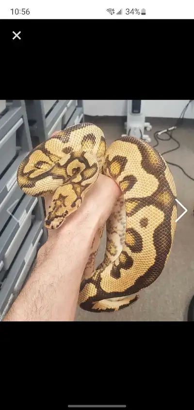 Spotnose YB Clown het DG proven breeder male, View more