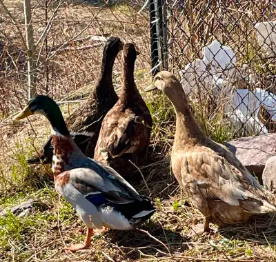4 friendly ducks to give away. Located near the Saint John Airport