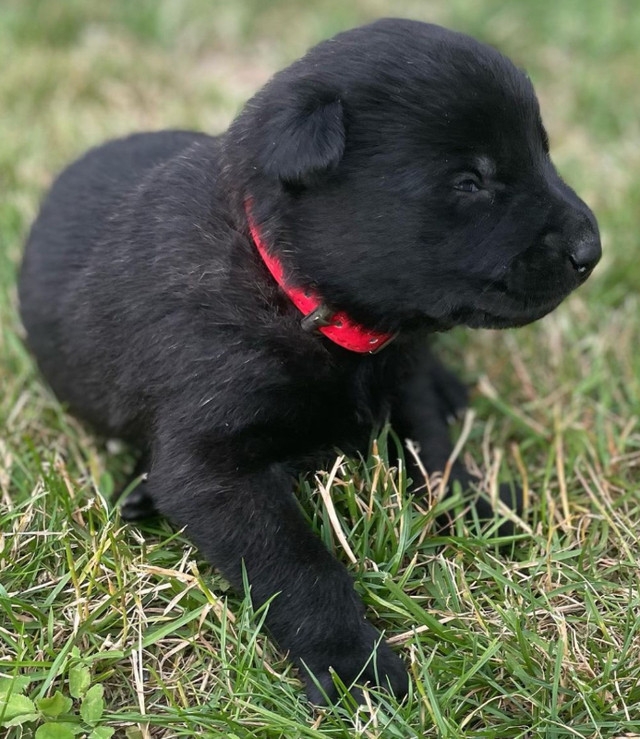 Dutch Shepherd Puppies Available in Dogs & Puppies for Rehoming in North Shore - Image 2