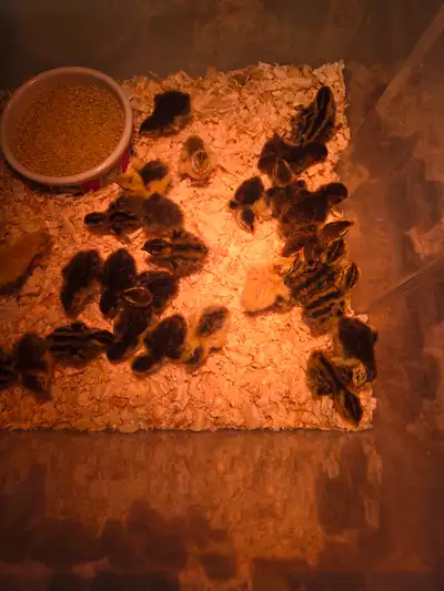 Day old quail. Many different colors, price will go up the older they get. Also have some ready to l...