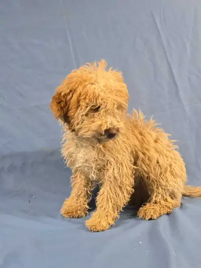 4 month old Mini Golden doodle male.  , View more