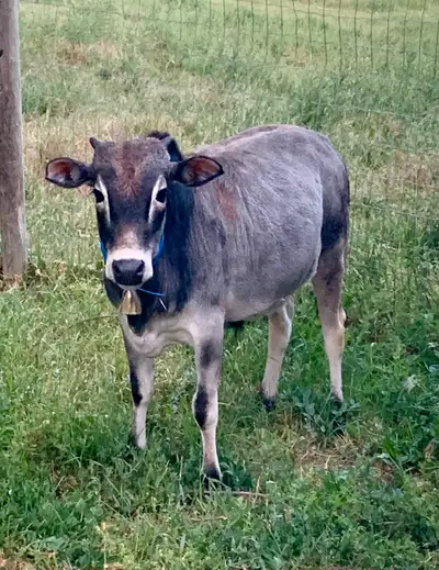 Miniature Zebu Bull Calf is 13 months old and nearing maturity. Although his parents are both regist...