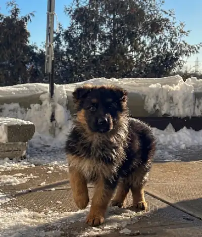 1 male geman shepherd puppy, View more