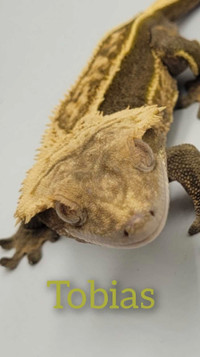 Male Proven Crested Gecko, Lavender Pinstripe, RTB 