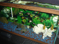 Grand Corail pour aquarium 1.8kg