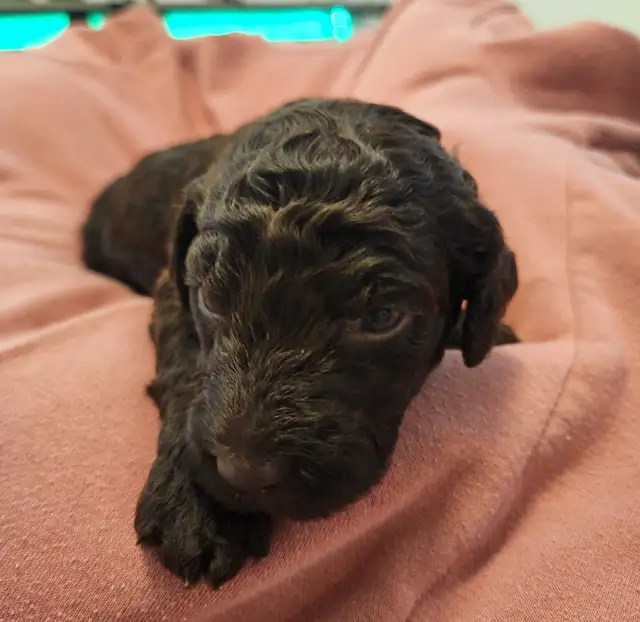 Standard Poodle Puppies in Dogs & Puppies for Rehoming in Ottawa - Image 5