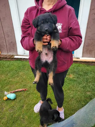 German Shepherd Labrador Pups for Sale at low price, View more