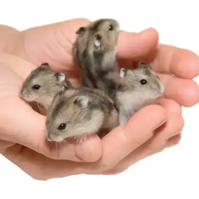 Winter White Dwarf Hamster Babies (friendly & hand tame), View more