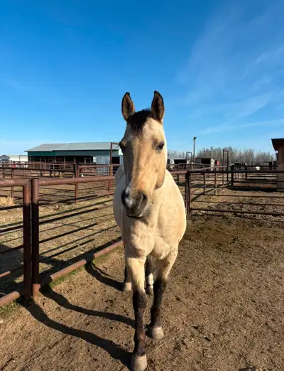 Momma is a 10 year old unregistered peppy buckskin mare! She was green broke back in 2019 and unfort...