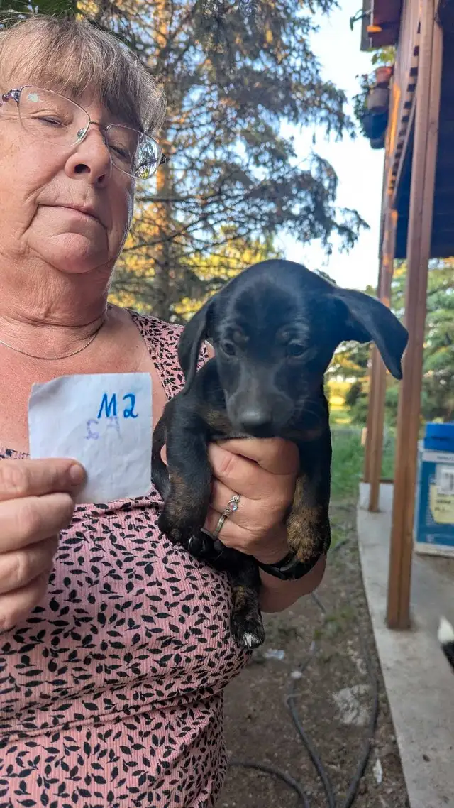 Mini Dachshund puppies in Dogs & Puppies for Rehoming in Winnipeg - Image 6