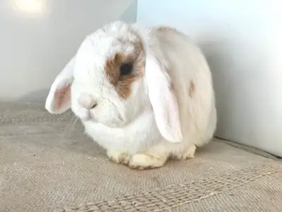 Holland Lop Pair, View more
