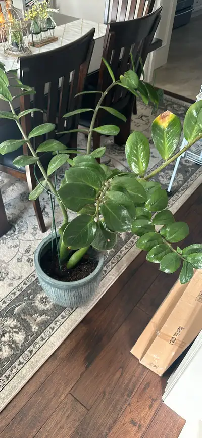 Looking to trade this possible for another plant? This is very healthy but to big for my space.