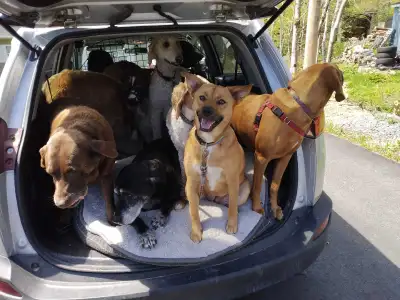 I am a dog adventure guide with 10 + years of experience and I'm passionate about providing fun and...