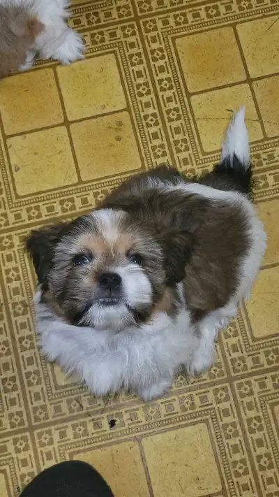 Shih-Tzu puppies for sale., View more