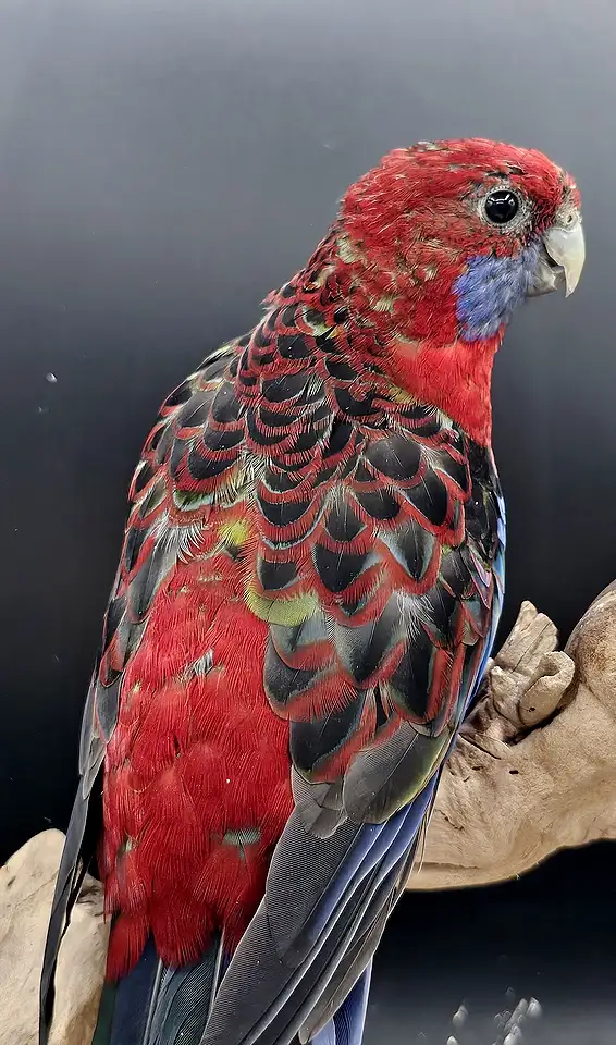 PERRUCHE DE PENNANT FEMELLE DISPONIBLE in Birds for Rehoming in Saint-Jean-sur-Richelieu - Image 3