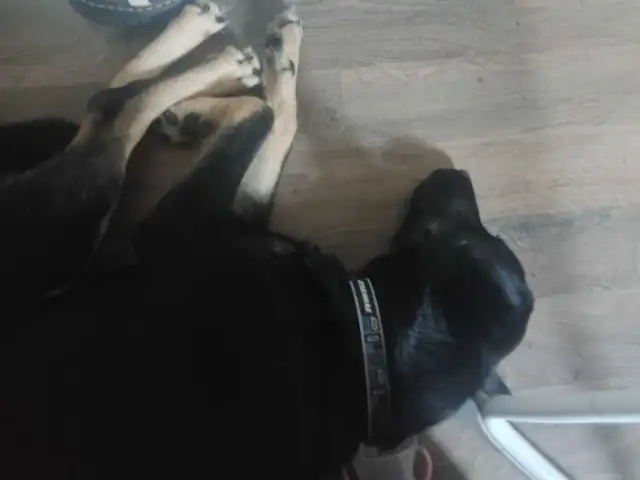 rottie mix free to good home and a pup left  in Dogs & Puppies for Rehoming in Ottawa - Image 7