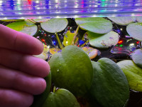 GIANT FROGBIT GET THEM WHILE THEY LAST