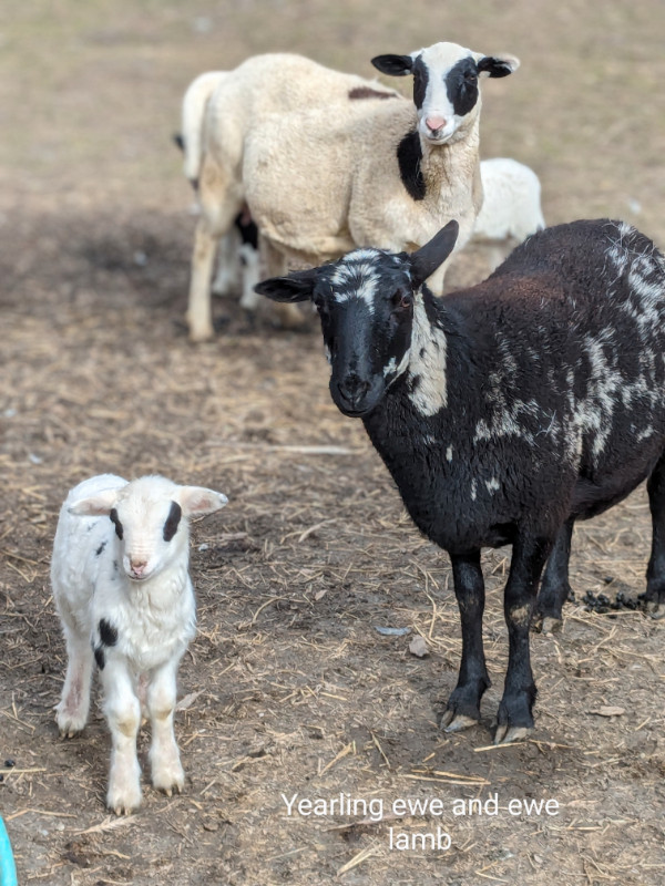 Dorper Katahdin Hair sheep lambs in Livestock in Chilliwack - Image 4