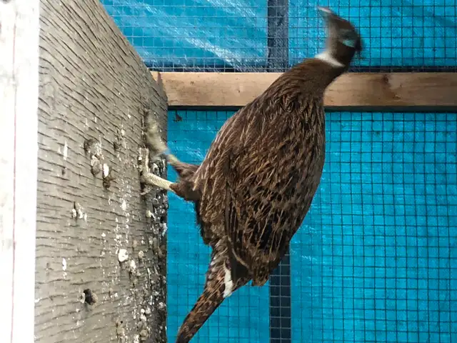 Impeyan Pheasant Pair in Livestock in Calgary - Image 3