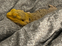 Bearded Dragon for rehoming