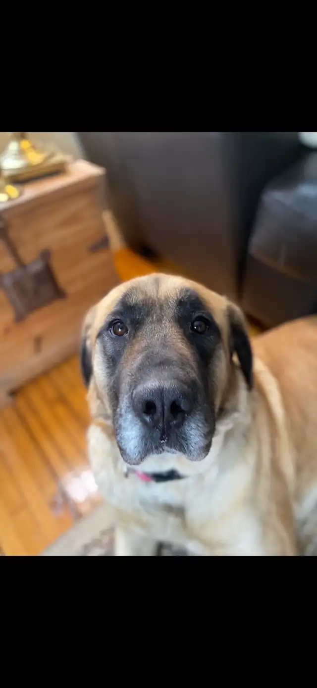 *RESCUE Mastiff*533465445780039683