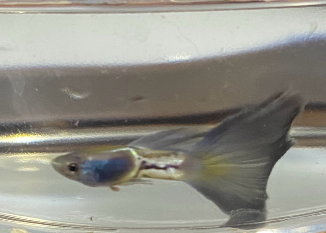 Blue metal snakeskin guppies in Fish for Rehoming in Ottawa - Image 3