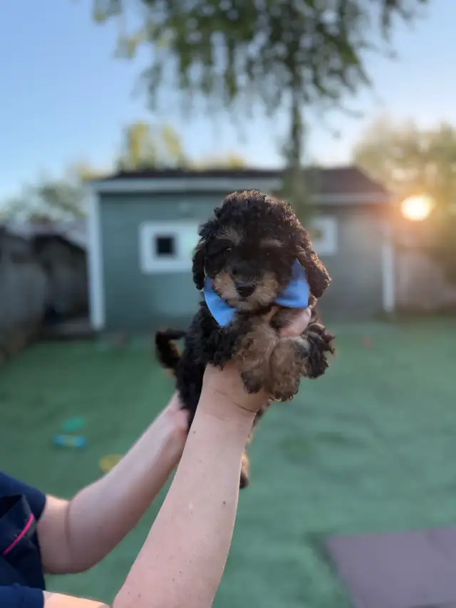 Male toy poodle puppies in Dogs & Puppies for Rehoming in North Shore - Image 5