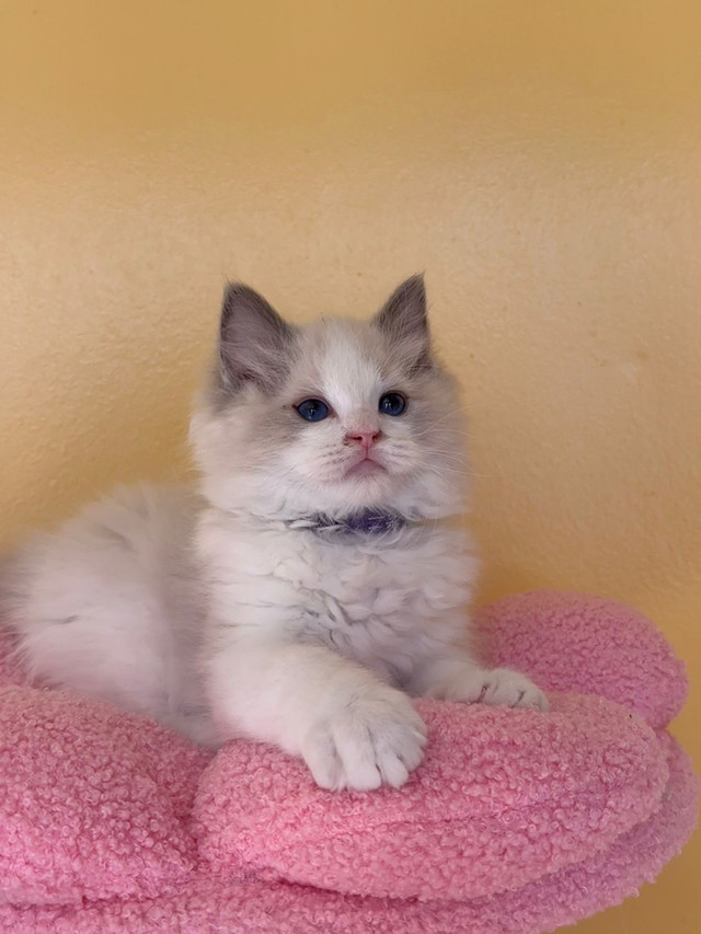 boy and girl  ragdoll  looking for new home in Cats & Kittens for Rehoming in Ottawa - Image 2