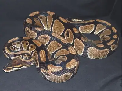 ball python / python royal, View more