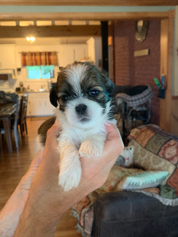 Shih Tzu puppies Dogs & Puppies for Rehoming Timmins Kijiji