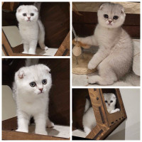 Scottish Fold Kittens